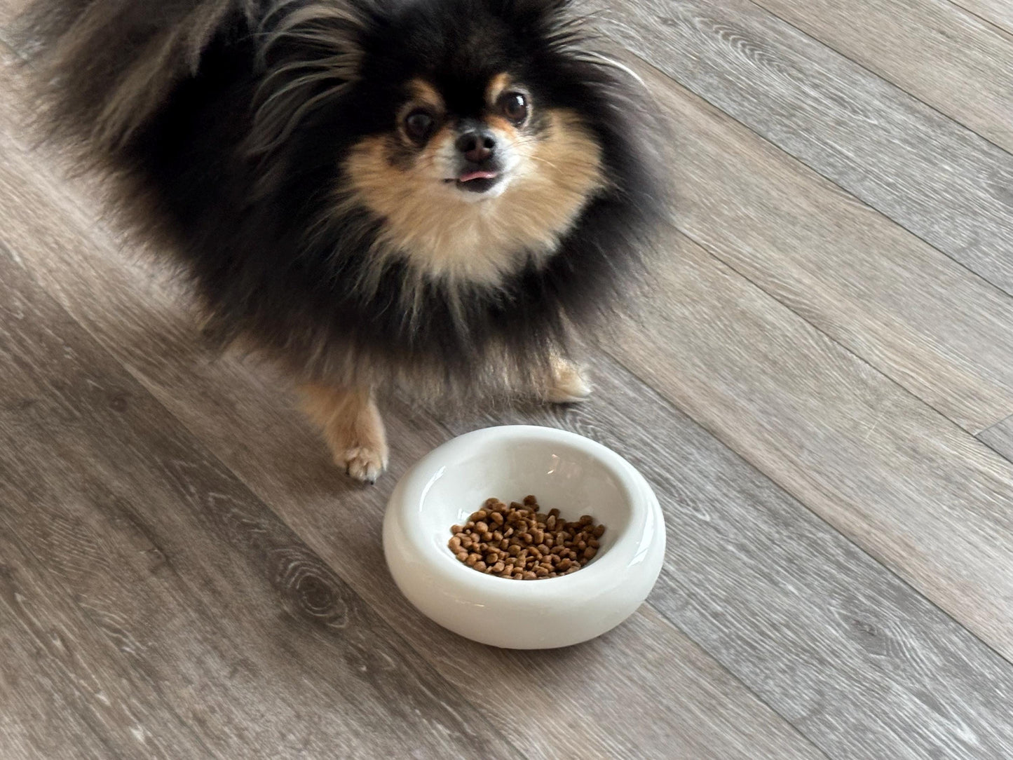 Modern Ceramic Donut Shape Pet Bowl – Elevated Design for Cats & Small Dogs